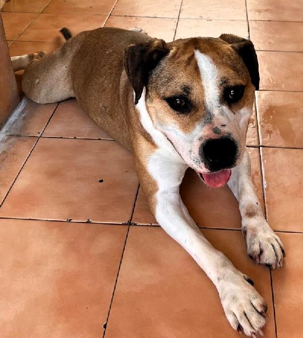 GOLD BELLISSIMO AMSTAFF Foto 10